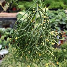 Image result for Rhipsalis baccifera