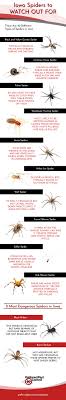 Infographic Common Spiders Found In Iowa Area