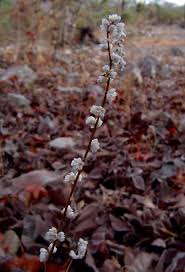 Image result for Celosia trigyna