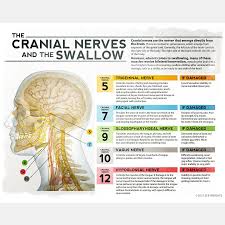 Bite Off More Than You Can Chew Meaning In Urdu Speech Language Pathology Posters 17 Slp Insights Dysphagia Therapy Speech Therapy Materials Speech Therapy Resources