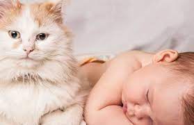 Overall, cat cognition research suggests cats do form emotional bonds with their humans. 100 Common Scottish Surnames Or Last Names With Meanings Native American Baby Names Baby Names Baby Names And Meanings