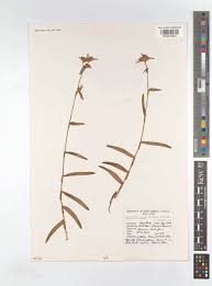 Image result for Cyanotis vaga