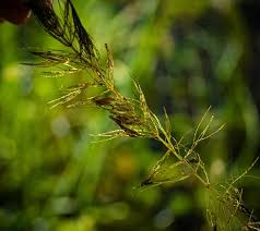 Image result for Ceratophyllum muricatum