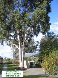 Image result for Eucalyptus citriodora