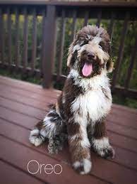 Find puppies for adoption from breeders, rescues and shelters. Double Doodles Puppies For Sale San Antonio Texas