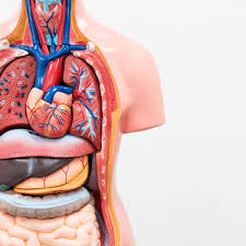 Check spelling or type a new query. The Public S Knowledge Of Anatomy Is Sketchy Here S Why It Matters