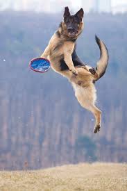 One of the more common annoying behaviors i see with shepherd clients is jumping. Pin On Dogs