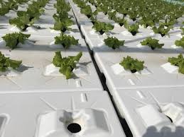 Plastic Panels Solution For Floating Hydroponic Systems