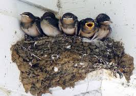 Female purple martins in the west show more extensive white on their underparts than do eastern birds. Why Swallows Are A Pest Bird Bird B Gone Inc