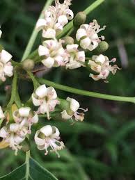 Image result for Cordia afra