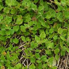 Image result for Tetragonia spicata
