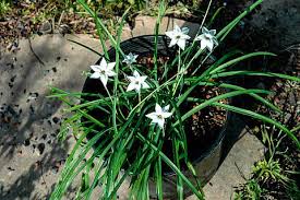 Image result for Iphigenia pauciflora