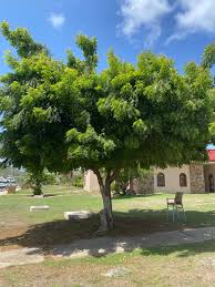 Image result for Azadirachta indica