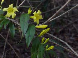 What kind of vines grow in south florida? Vines Native To Central Florida Sharons Florida