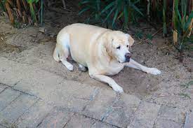 Why Labradors Won T Stop Eating Iflscience