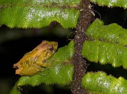 Image result for Pristimantis nankints