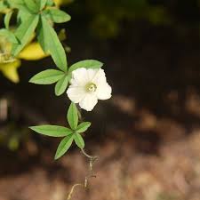 Image result for Merremia quinquefolia