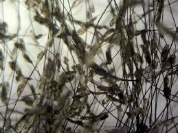 Lice Infestation Heifers