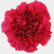 Check spelling or type a new query. Hot Pink Carnation Flowers Fancy Wholesale Blooms By The Box