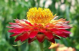 Image result for Helichrysum argyrosphaerum