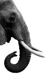 Beautiful Black And White Elephant Pictures Elephant In Profile Poster Elephant Black And White Animals Black And White Black And White Art Drawing