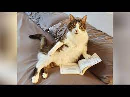 Laugh And Forget About Quarantine The Funniest Cats Youtube