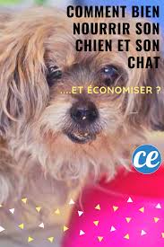 Comment Bien Nourrir Son Chien Et Son Chat Tout En Economisant Chien Chat Nourriture Pour Chiens Faite Maison