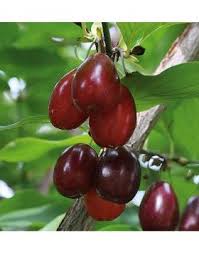 Cornus Mas Kazanlak Husos Som Cornus Mas Food Forest Horticulture