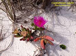 Image result for Carpobrotus