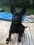 Black Fighting Belgian Malinois
