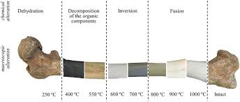 Do bones deteriorate after death? Schematic Representation Of The Several Stages Of Bone Combustion Download Scientific Diagram