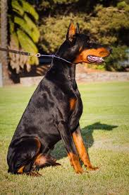 European dobermans from imported parents! Doberman Pinscher Puppies For Sale San Marcos Ca 170134