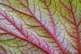 Image result for Rungia grandis