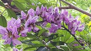Image result for Millettia grandis