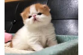 千葉県の朴宇ブリーダー 千葉県富里市十倉291 494 子猫ブリーダーナビ