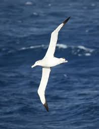 Maybe you would like to learn more about one of these? Top 10 Largest Living Birds In The World The Mysterious World