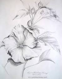 Hibiscus Original Pencil Drawing Flower Floral Still Life Fine Art Graphite Drawings Pencil Drawings Of Flowers Flower Drawing