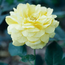 It needs a location that gets full sun for most of the day to grow well and produce its best floral. Rose Care Q A Better Homes Gardens