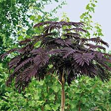 A spectacular new variety of silk tree comes from japan and is called summer chocolate®. Albizia Julibrissin Summer Chocolate Perzische Slaapboom Rood Teeninga Palmen
