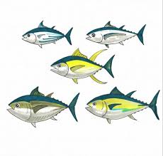 If You Eat Tuna You Should Know These Five Fish