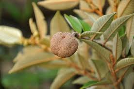 Image result for Parinari