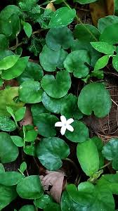 Image result for Geophila