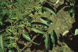 Image result for Embelia schimperi