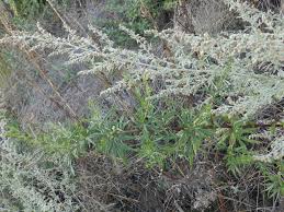 Image result for Eschenbachia stricta