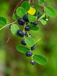 Image result for Phyllanthus reticulatus