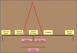 the normal menstrual cycle and the control of ovulation