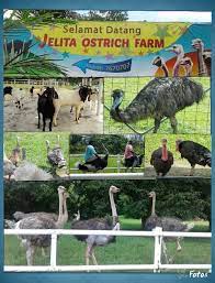 See more of jelita ostrich farm on facebook. Jelita Ostrich Farm Home Facebook