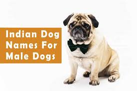 Ok, what do famous persons name their furry friends? Indian Names For Dogs Funny Cute Hindi Tamil Telugu Marathi Punjabi