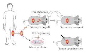 Maybe you would like to learn more about one of these? Human Cell Lines And Xenografts Schematic Representation Of How Download Scientific Diagram