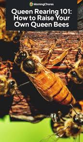300+ vectors, stock photos & psd files. Queen Rearing 101 How To Raise Your Own Queen Bees